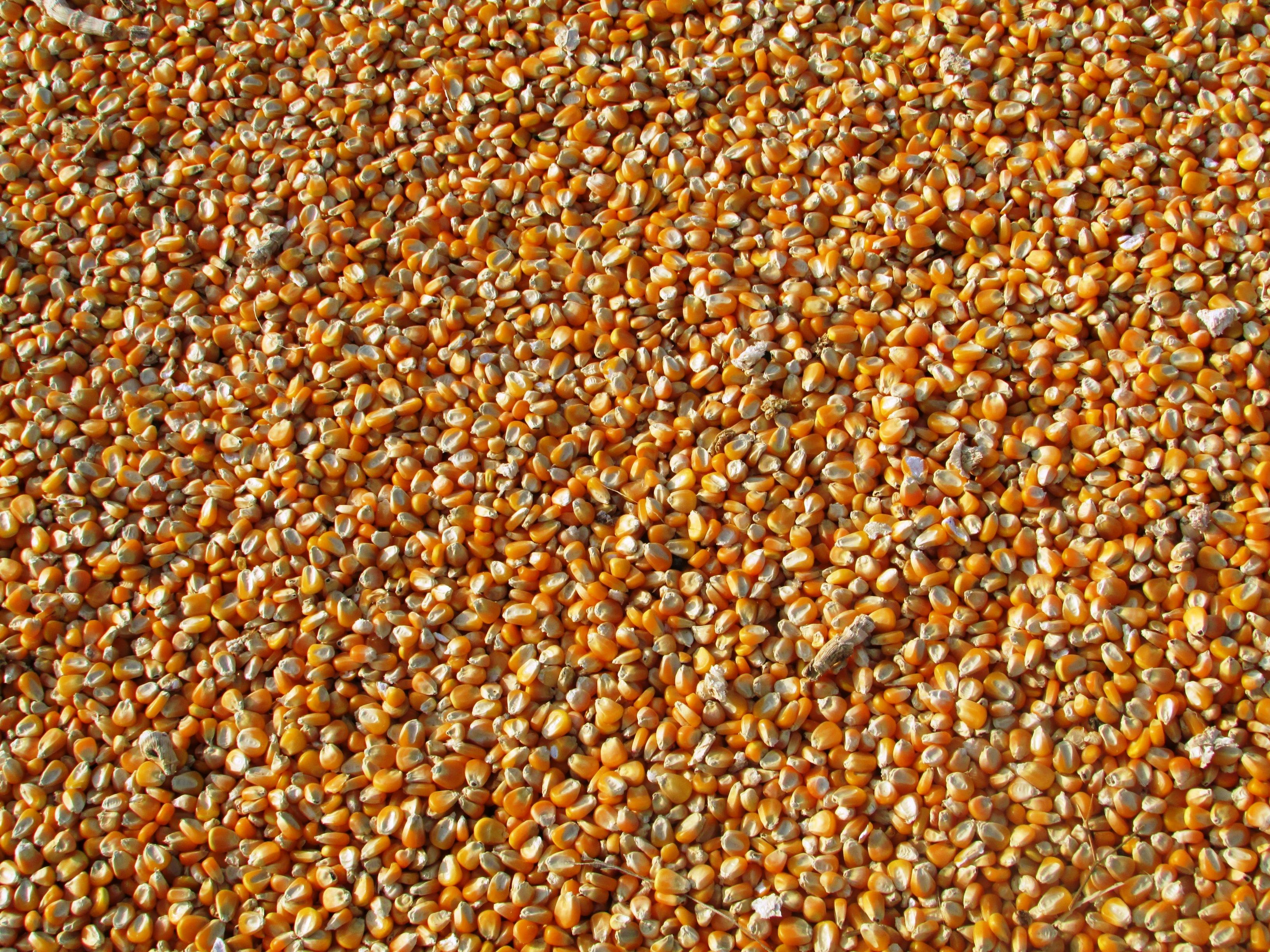 Quality Maize
