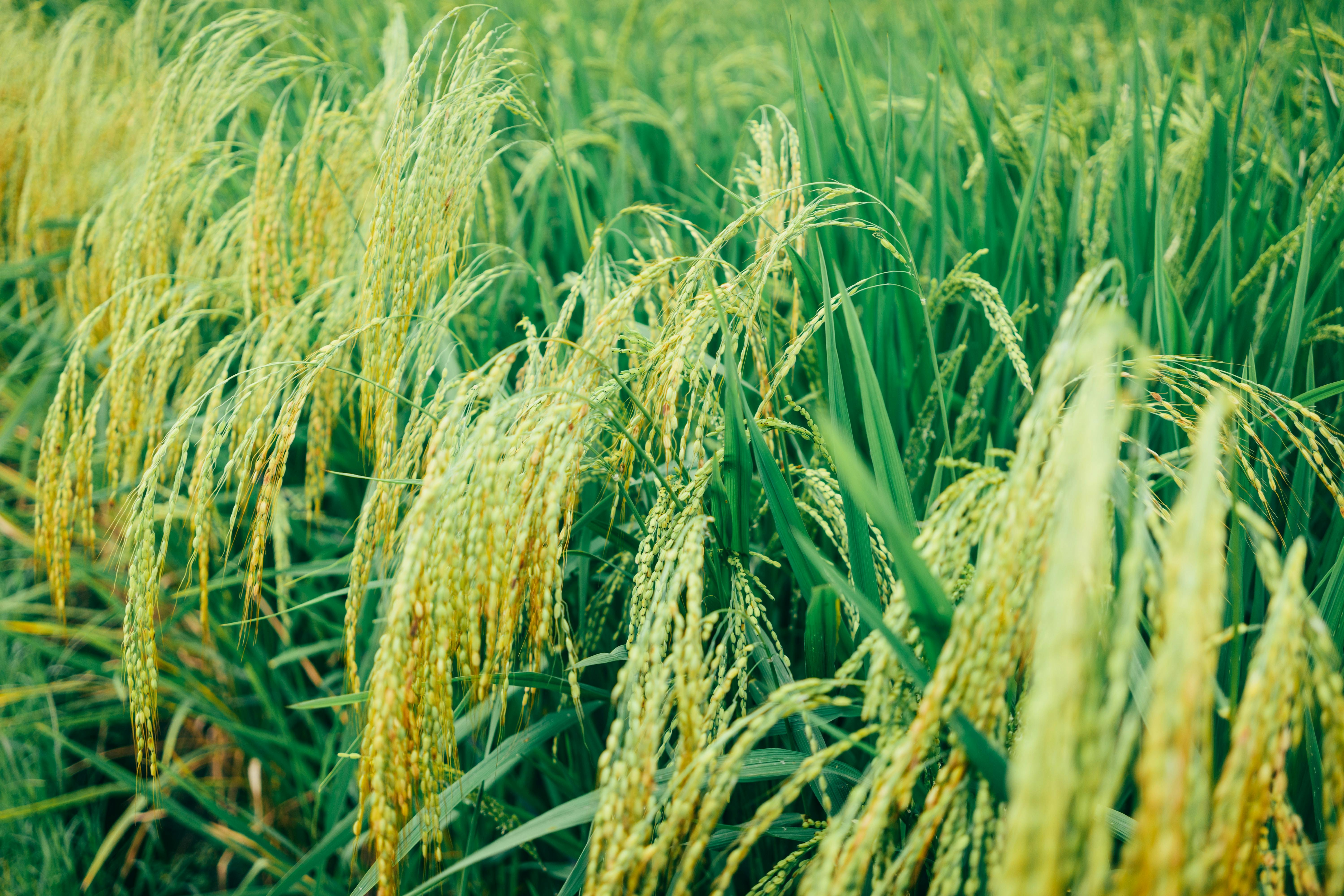 Premium Rice
